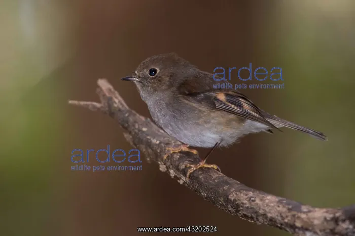 : Pink Robin - Perched on a twig - Hastings Cave State : Pink Robin - Perched on a twig - Hastings Cave State