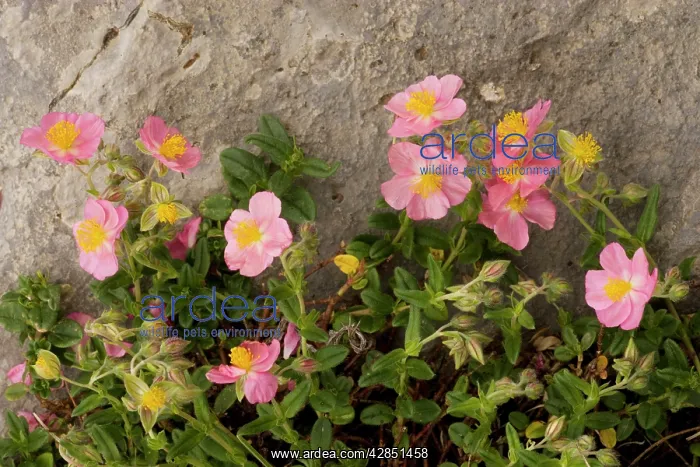 : Pink Rockrose : Pink Rockrose
