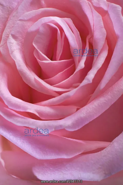  : Pink Rose