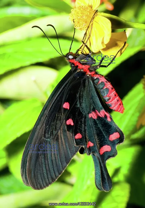 : Pink Rose Butterfly : Pink Rose Butterfly