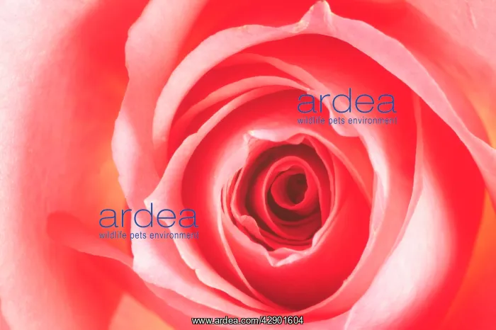 : Pink ROSE - close-up : Pink ROSE - close-up