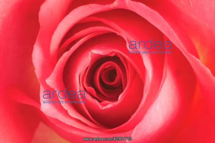 : Pink ROSE - close-up : Pink ROSE - close-up