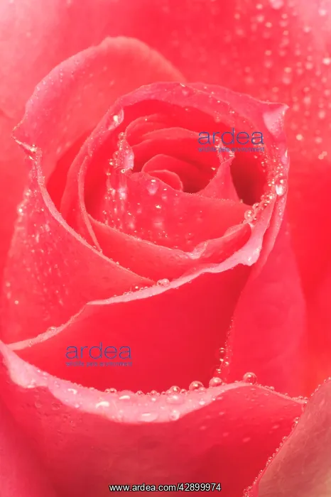 : Pink ROSE - close-up of bud : Pink ROSE - close-up of bud