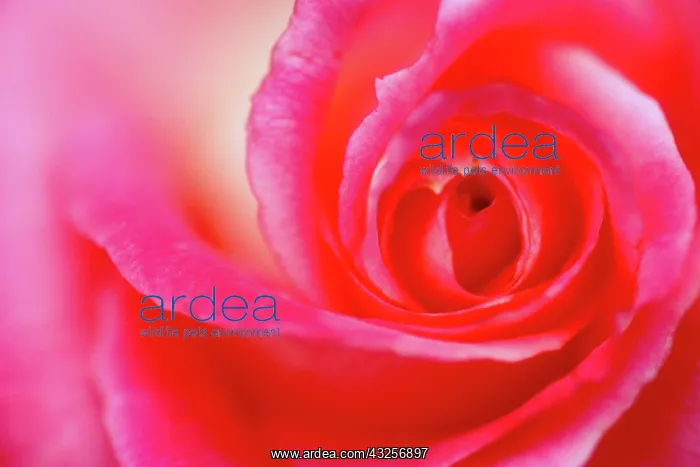: Pink Rose - closeup : Pink Rose - closeup