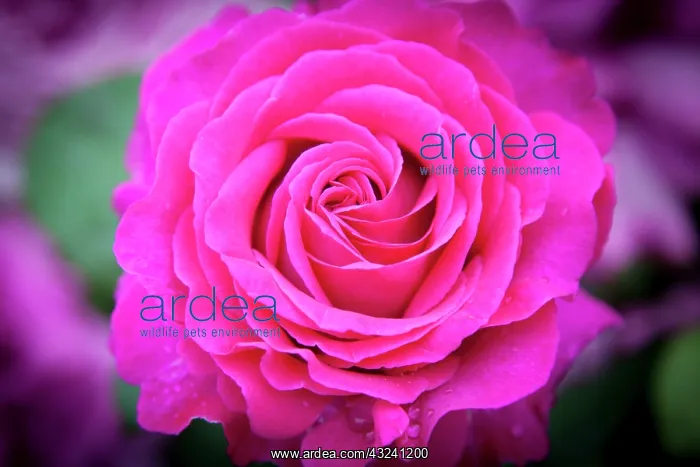: Pink rose in the garden of Palais Royal : Pink rose in the garden of Palais Royal