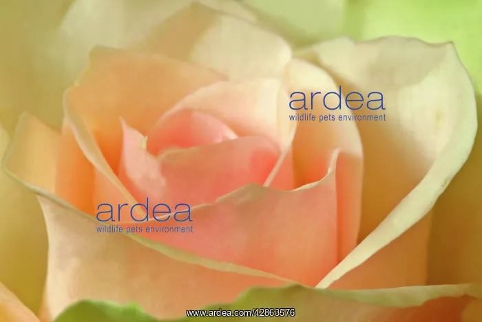  : Pink rose - detail of a light pink rose
