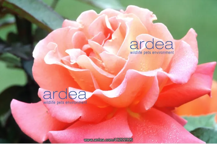 : PINK ROSE - two toned, close-up, with dew : PINK ROSE - two toned, close-up, with dew