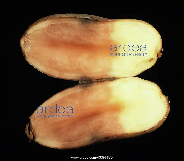 : Pink rot of potato : Pink rot of potato