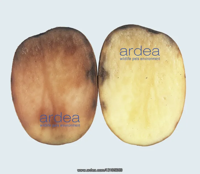 : Pink rot in potato : Pink rot in potato