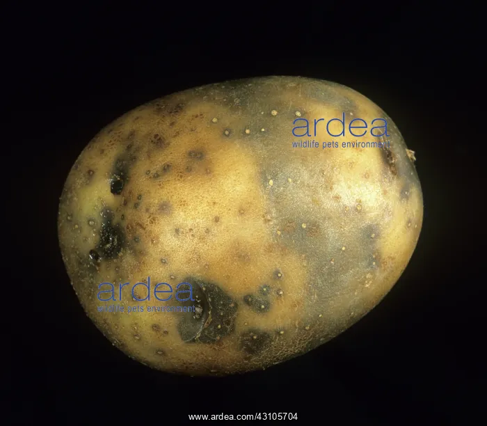 : Pink rot potato symptoms : Pink rot potato symptoms