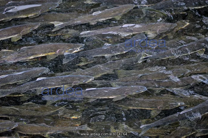 : Pink Salmon : Pink Salmon