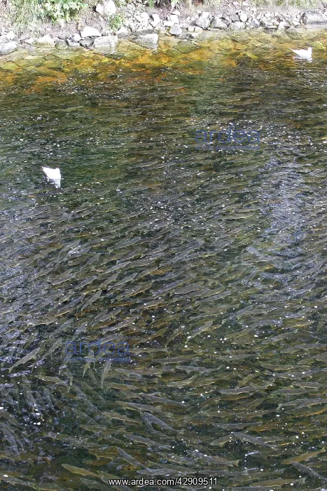 : Pink Salmon - in river : Pink Salmon - in river