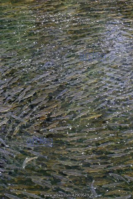 : Pink Salmon - in river : Pink Salmon - in river
