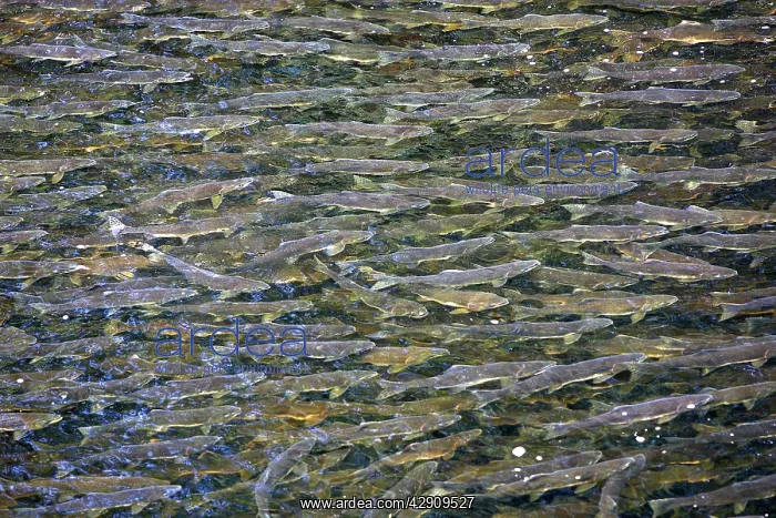 : Pink Salmon - in river : Pink Salmon - in river