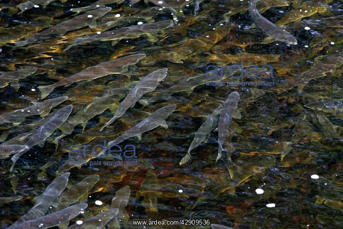 : Pink Salmon - in river : Pink Salmon - in river