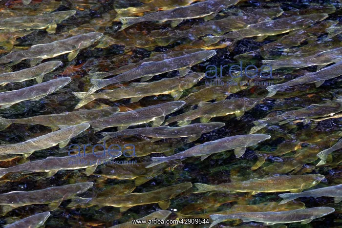 : Pink Salmon - in river : Pink Salmon - in river
