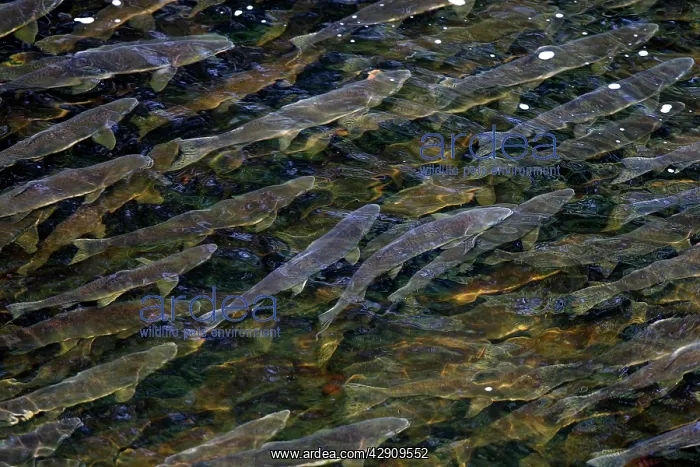 : Pink Salmon - in river : Pink Salmon - in river