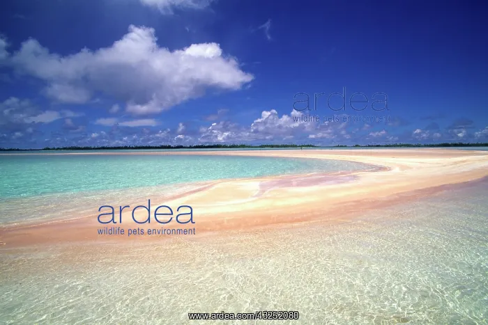 : Pink Sands, Rangiroa, French Polynesia : Pink Sands, Rangiroa, French Polynesia