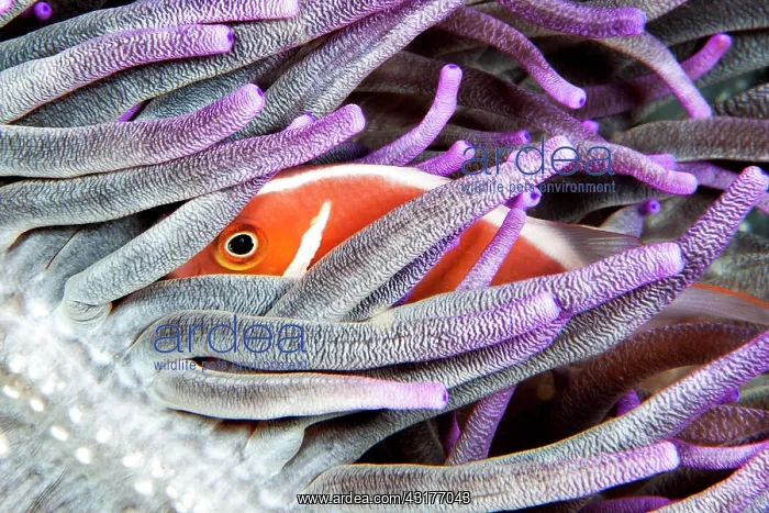 : Pink skunk clownfish (Amphiprion perideraion), Siladen : Pink skunk clownfish (Amphiprion perideraion), Siladen