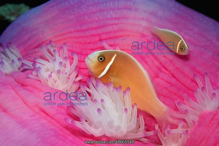 : Pink skunk clownfish (Amphiprion perideraion), False : Pink skunk clownfish (Amphiprion perideraion), False