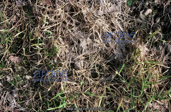 : Pink snow mold damage in barley : Pink snow mold damage in barley