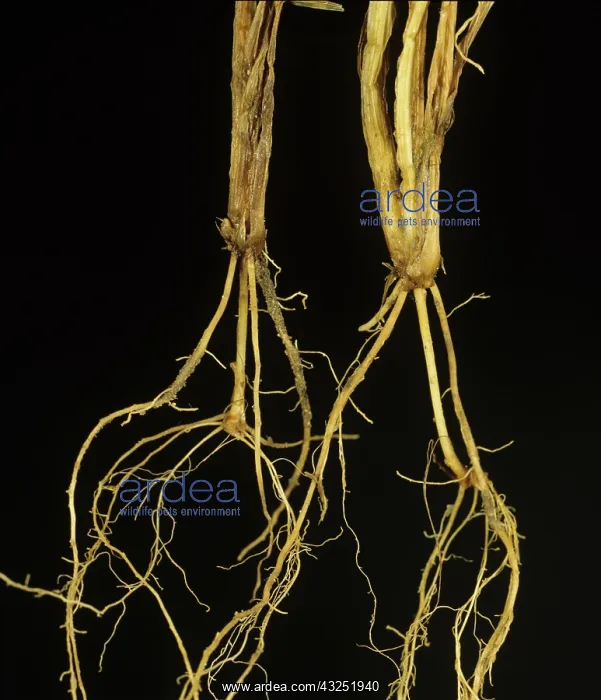 : Pink Snow Mold on roots of wheat seedlings : Pink Snow Mold on roots of wheat seedlings