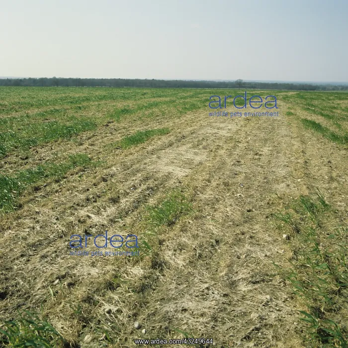 : Pink Snow Mold on wheat crop : Pink Snow Mold on wheat crop