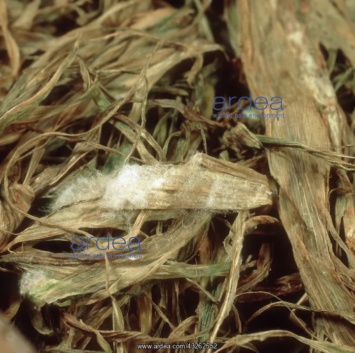 : Pink snow mould on Barley : Pink snow mould on Barley