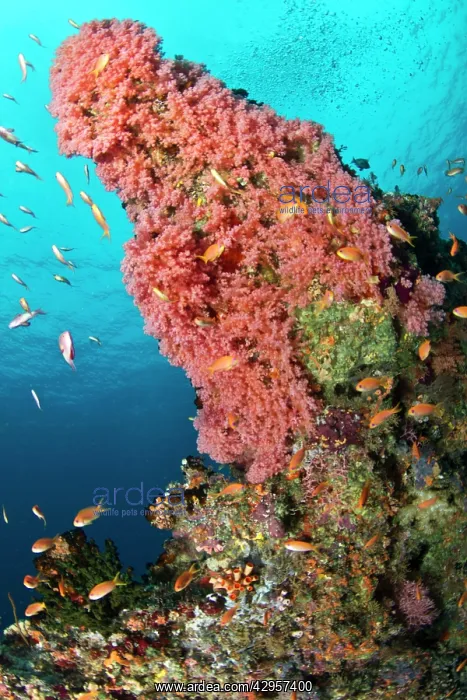 : Pink Soft Coral and Scalefin Anthias (Pseudanthias sp.) : Pink Soft Coral and Scalefin Anthias (Pseudanthias sp.)