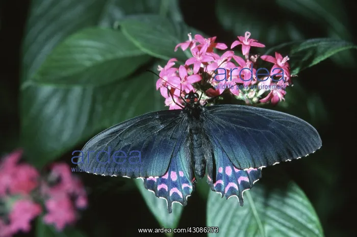 : Pink-spotted Cattleheart Butterfly : Pink-spotted Cattleheart Butterfly