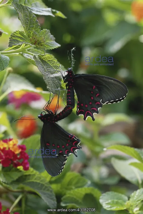 : Pink-spotted Cattlehearts : Pink-spotted Cattlehearts