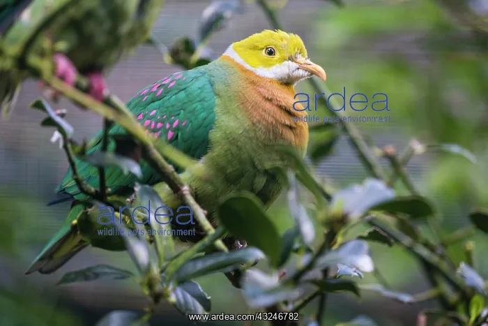 : Pink - Spotted Fruit Dove, perched on a branch under : Pink - Spotted Fruit Dove, perched on a branch under