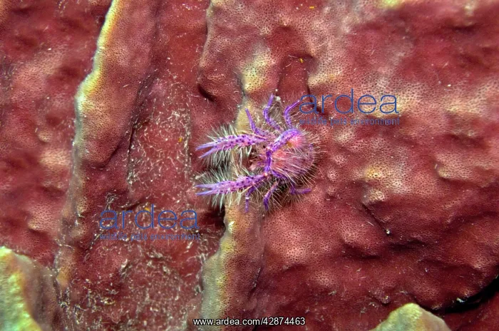 : Pink Squat Lobster - on large sponge : Pink Squat Lobster - on large sponge
