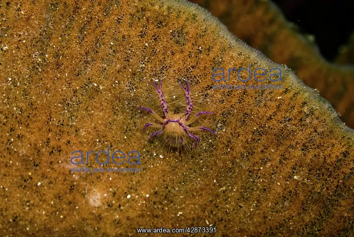 : Pink Squat Lobster - on a sponge : Pink Squat Lobster - on a sponge