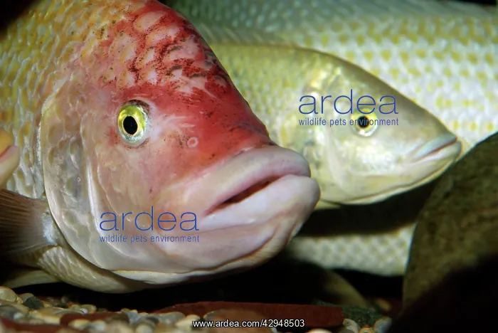 : Pink Tilapia Fish - domsticated form bred in captivity : Pink Tilapia Fish - domsticated form bred in captivity