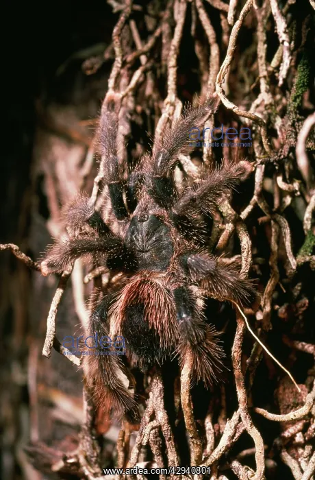  : Pink-toed  /  Orange tipped Tarantula  /  Bird-eating Spider