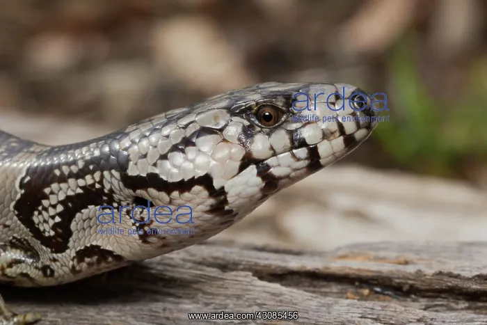 : Pink-tongue Lizard : Pink-tongue Lizard
