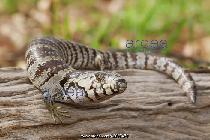 : Pink-tongue Lizard : Pink-tongue Lizard