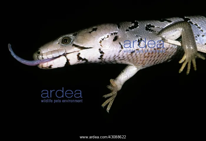  : Pink-tongued Skink, Australia