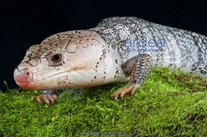 : Pink-tongued skink (Cyclodomorphus gerrardii), Australia : Pink-tongued skink (Cyclodomorphus gerrardii), Australia