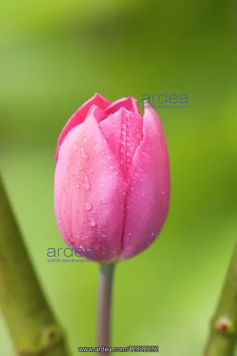  : Pink Tulip
