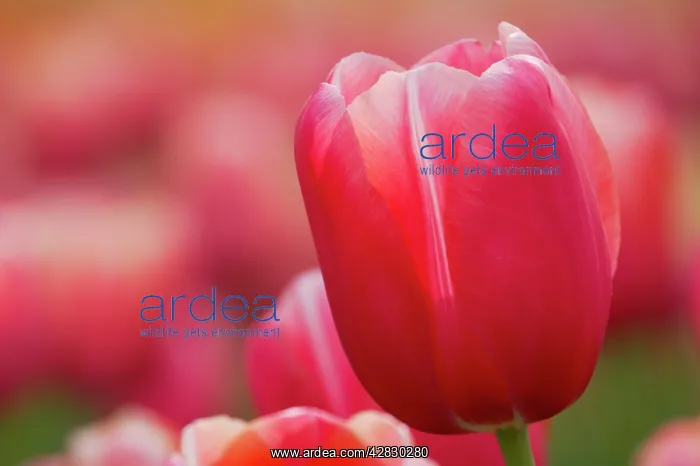 : Pink Tulip Close Up : Pink Tulip Close Up