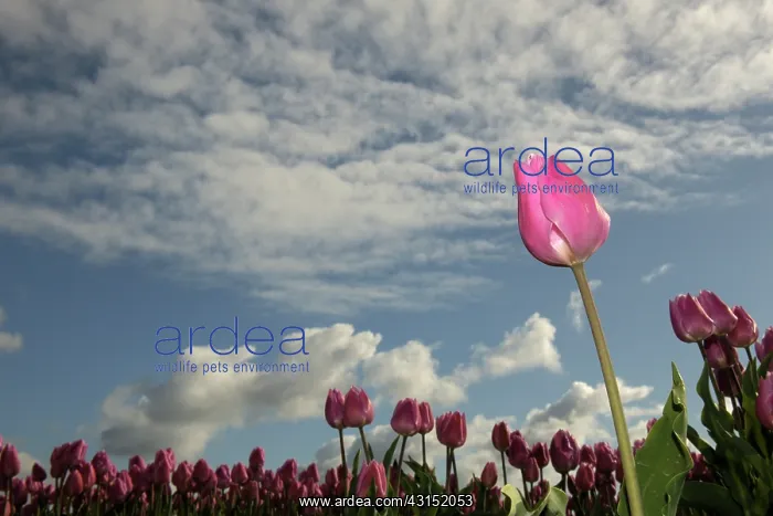 : Pink tulip flower in front of a tulipfield : Pink tulip flower in front of a tulipfield
