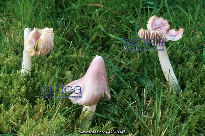 : Pink Waxcap / Pink Meadow Cap FUNGI : Pink Waxcap / Pink Meadow Cap FUNGI