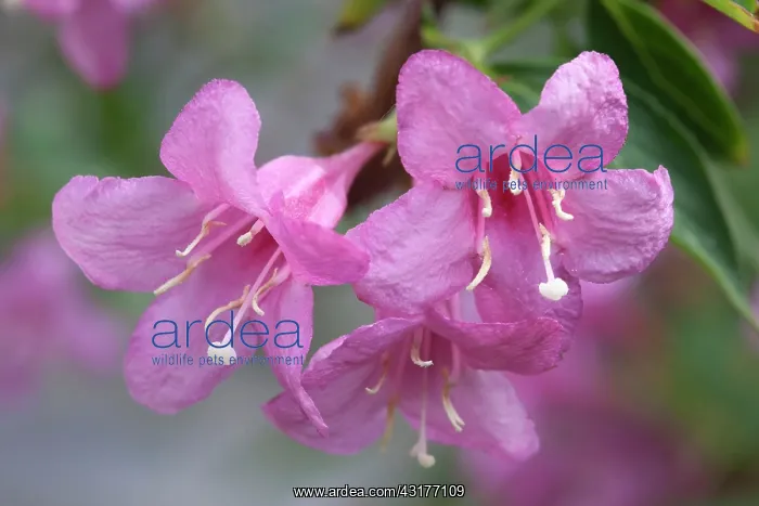 : Pink Weigela, Weigela florida Rosea Close view : Pink Weigela, Weigela florida Rosea Close view