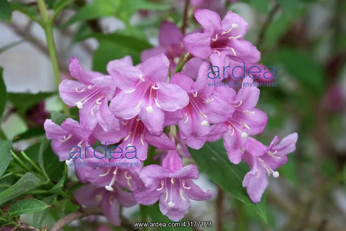 : Pink Weigela, Weigela florida Rosea, Close view : Pink Weigela, Weigela florida Rosea, Close view