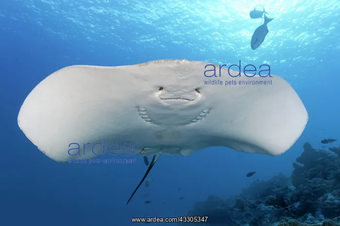 : Pink whipray (Himantura fai) from below, underside : Pink whipray (Himantura fai) from below, underside