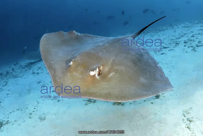 : Pink whipray (Himantura fai) floats over sandy bottom : Pink whipray (Himantura fai) floats over sandy bottom