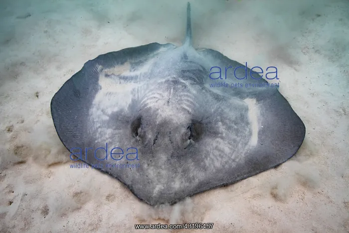 : Pink Whipray (Pateobatis fai) diggin to hide in : Pink Whipray (Pateobatis fai) diggin to hide in