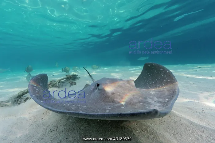 : Pink whipray (Pateobatis fai) in a lagoon, French : Pink whipray (Pateobatis fai) in a lagoon, French